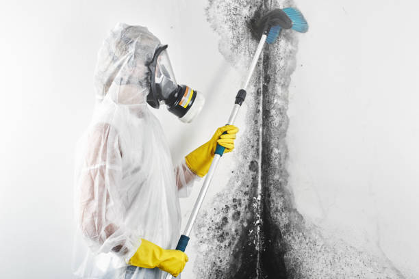 Best Asbestos and Lead Testing During Mold Inspection  in Elmhurst, IL