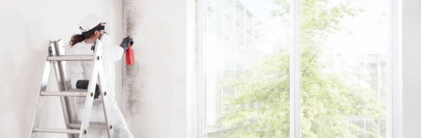 Best Real Estate Mold Inspection  in Elmhurst, IL